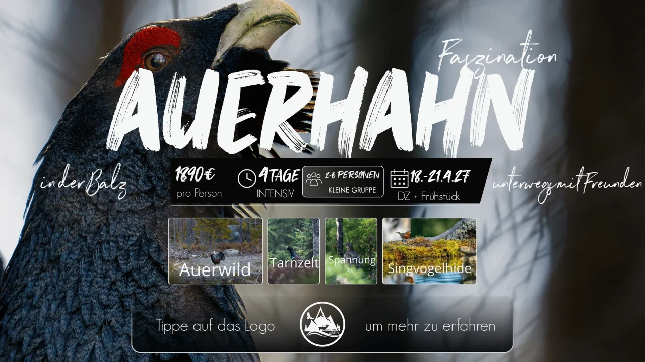 Originalflyer Auerhahn in der Balz 2027