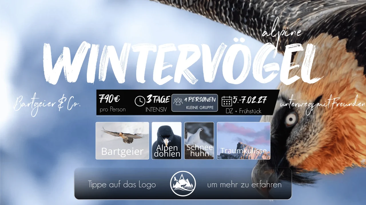 Originalflyer Alpine Wintervögel 2027