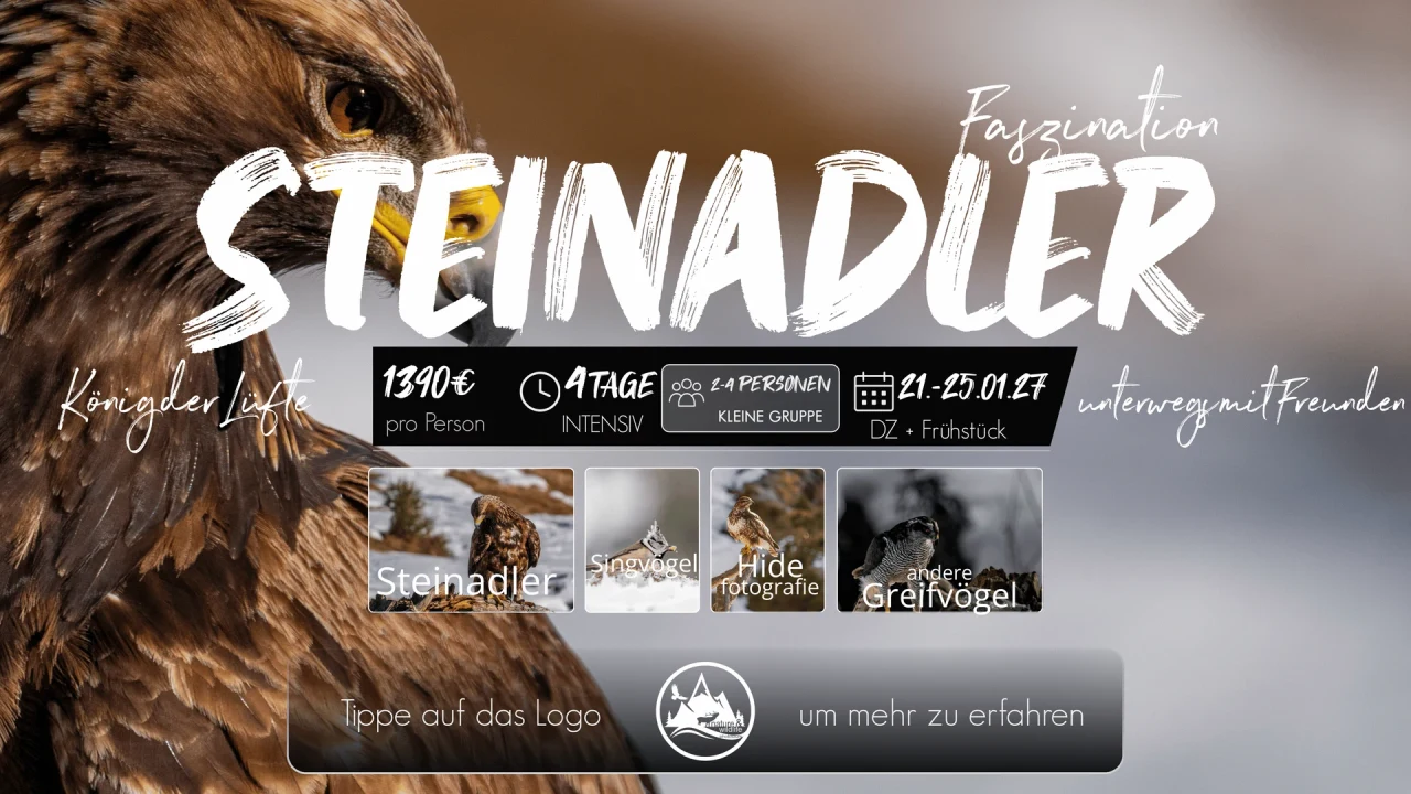 Originalflyer Steinadler im Winter 2027
