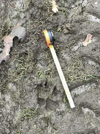 Auf den Spuren des Wolfes