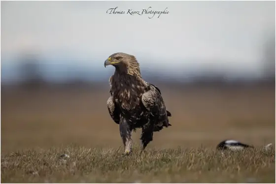 Kaiseradler 2025 in Ungarn