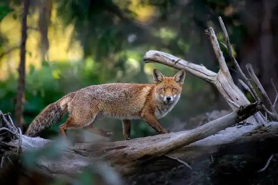 NWPT · Naturfotografie