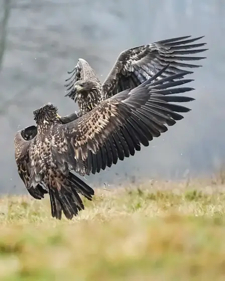„Seeadler“ 11/22
