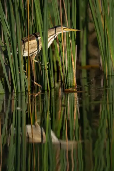 NWPT · Naturfotografie
