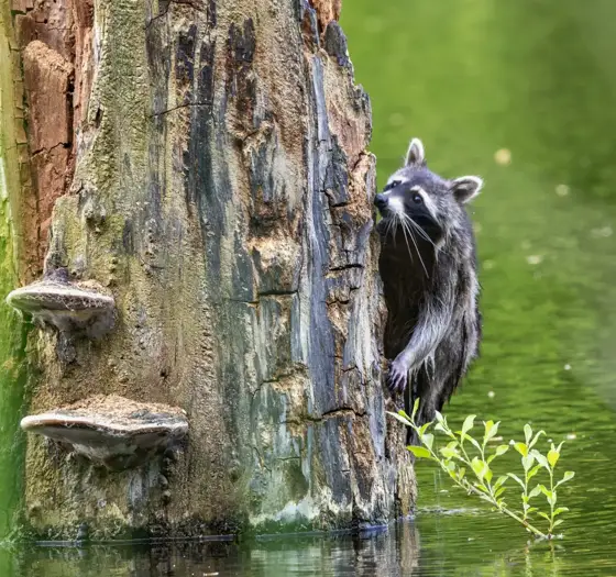 Wildlife Berlin