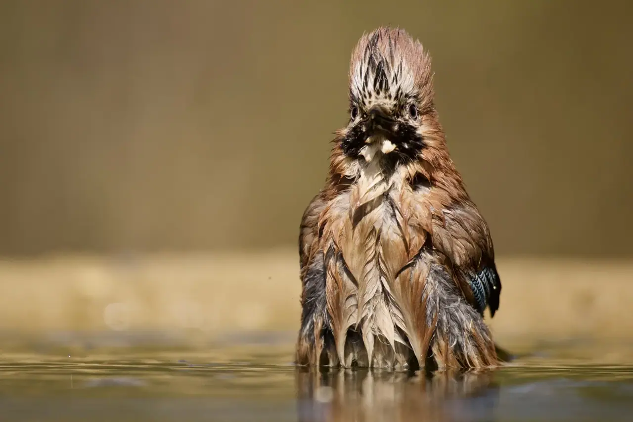 Vogelhides in den Niederlanden
