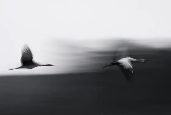 Hirschbrunft, Seehunde, Seeadler und die Schönheit der Ostsee
