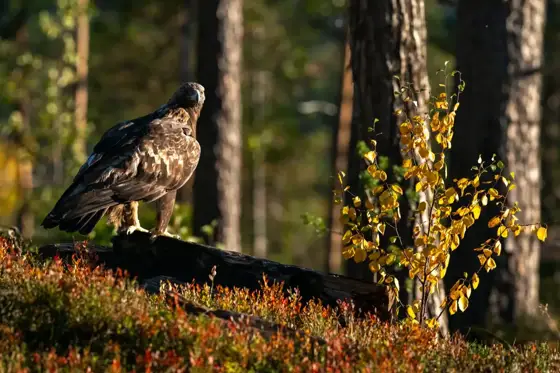 NWPT · Naturfotografie