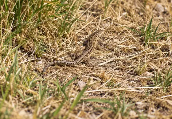 NWPT · Naturfotografie
