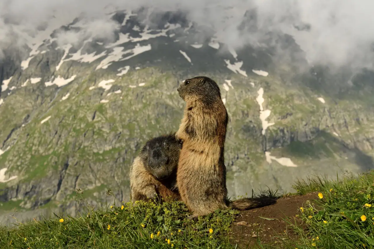 Murmeltiere vor der alpinen Bergkulisse