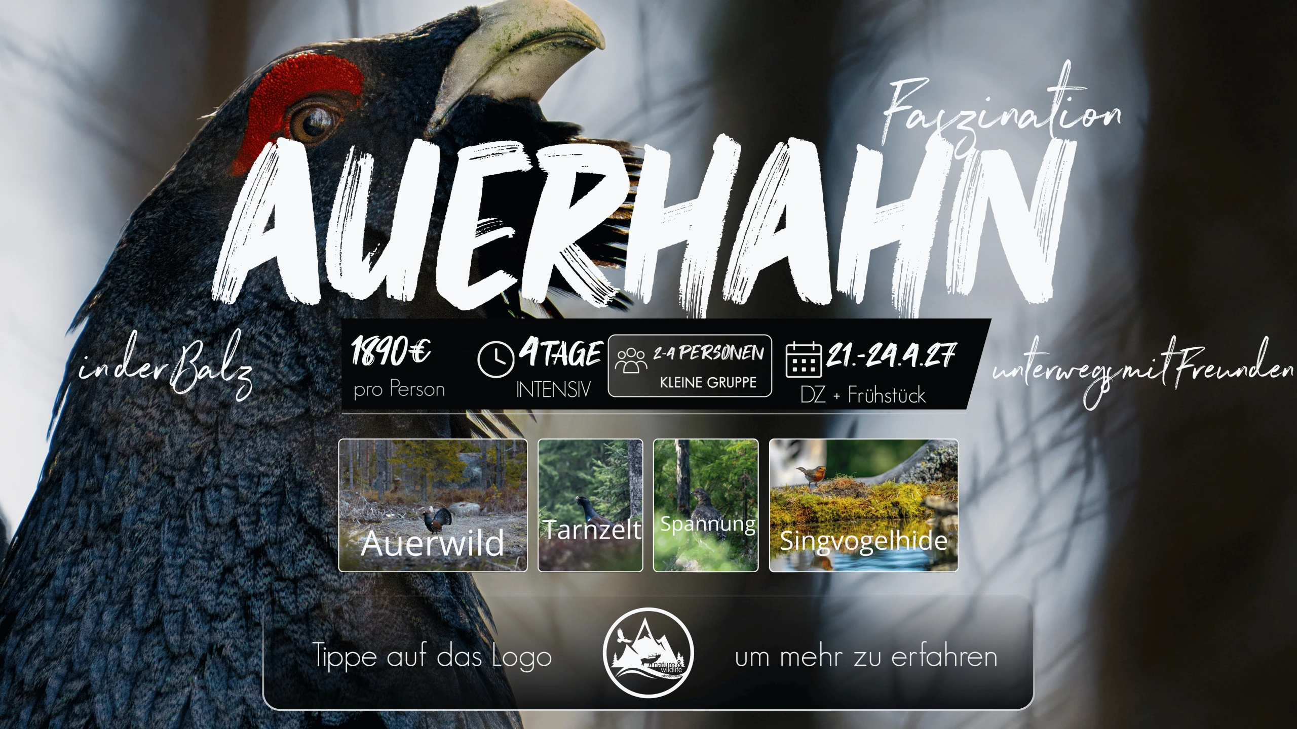 Flyer Auerhahn in der Balz