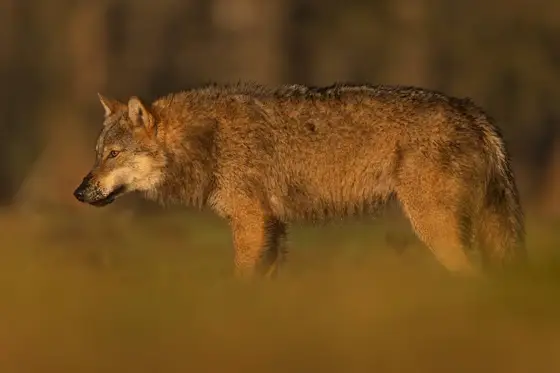 NWPT · Naturfotografie