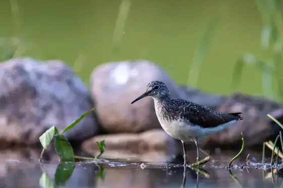 Wildlife in Polen Sommer 2024