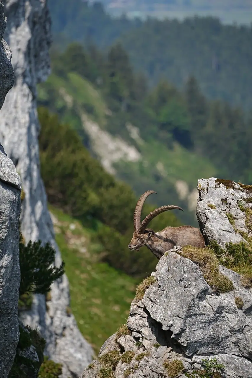 Steinbocktour in den Bayerischen Alpen
