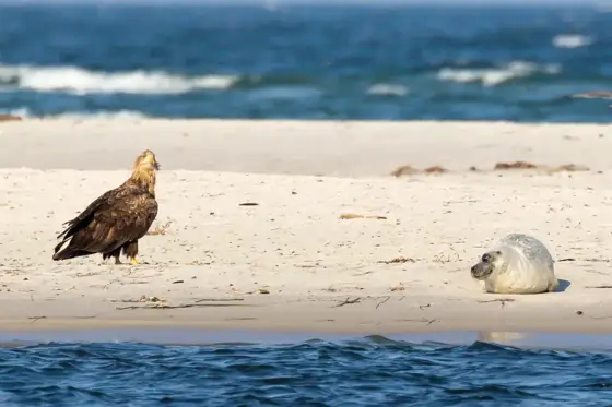 Hirschbrunft, Seehunde, Seeadler und die Schönheit der Ostsee