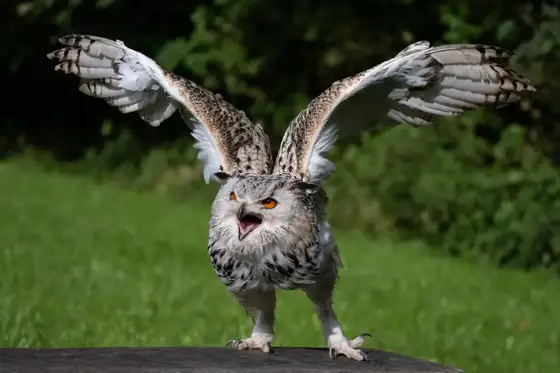 NWPT · Naturfotografie
