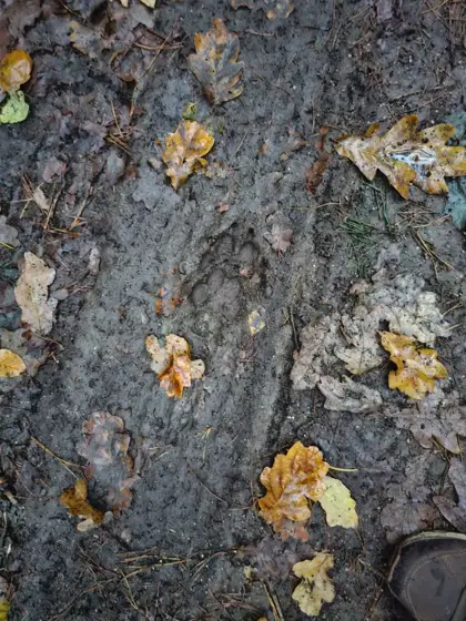 Auf den Spuren des Wolfes