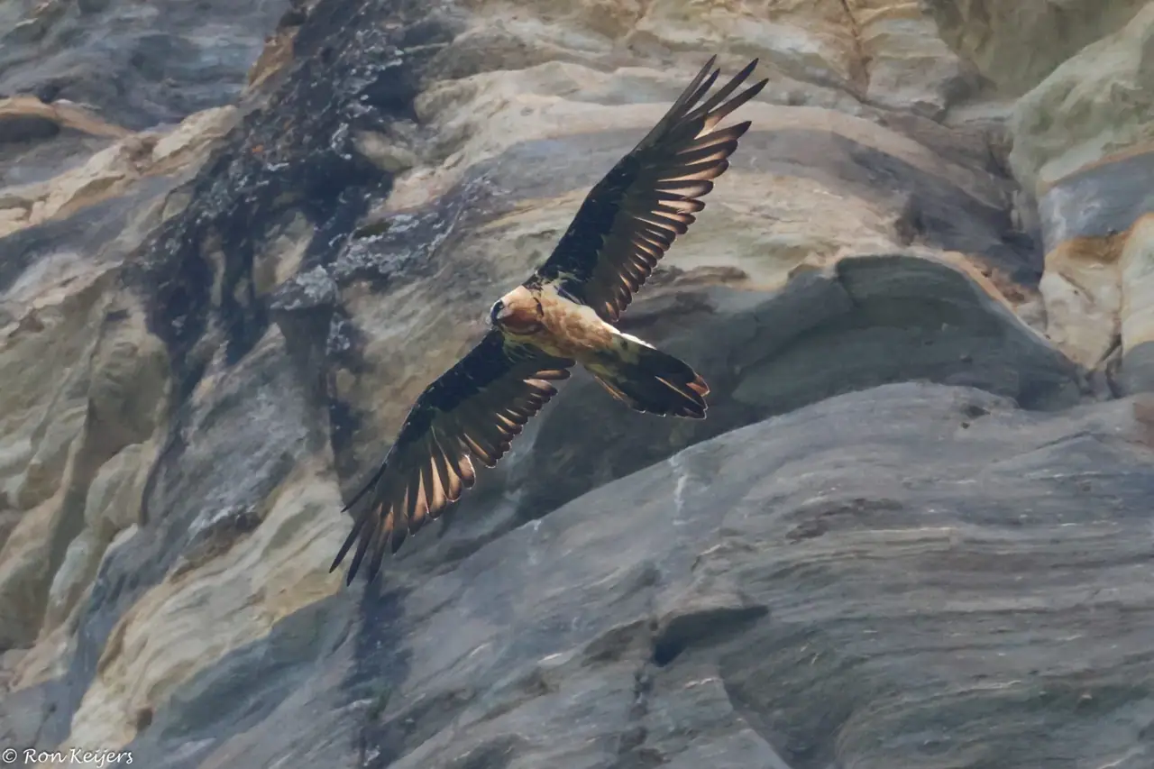 Bartgeier vor einer alpinen Felswand