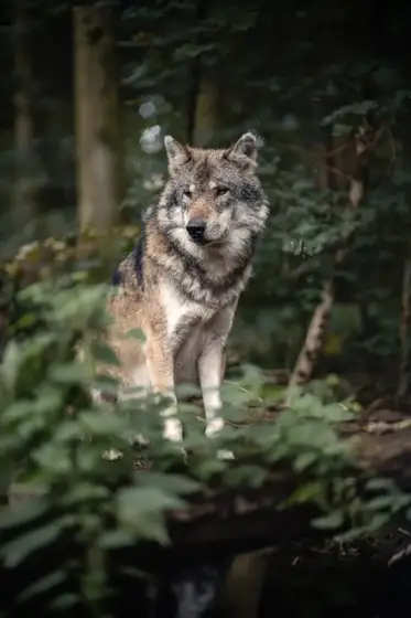 NWPT · Naturfotografie