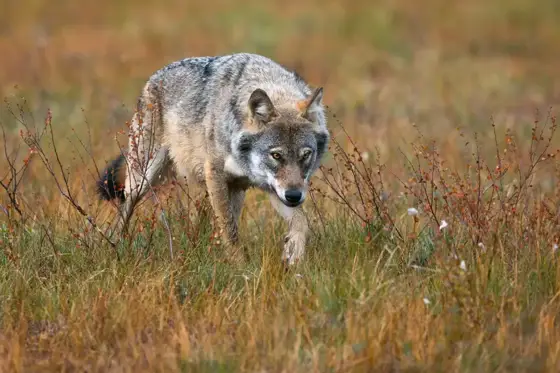 NWPT · Naturfotografie