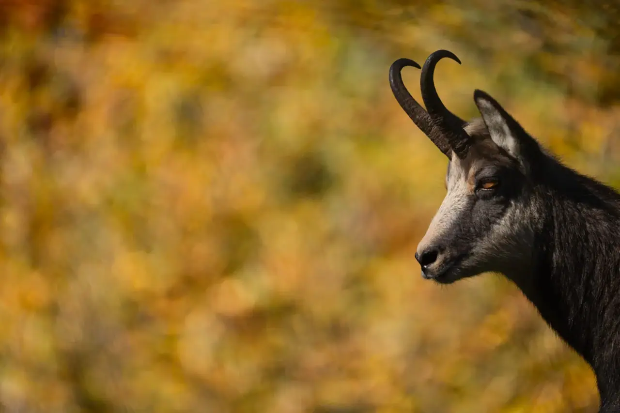Gams vor herbstlichen Bäumen