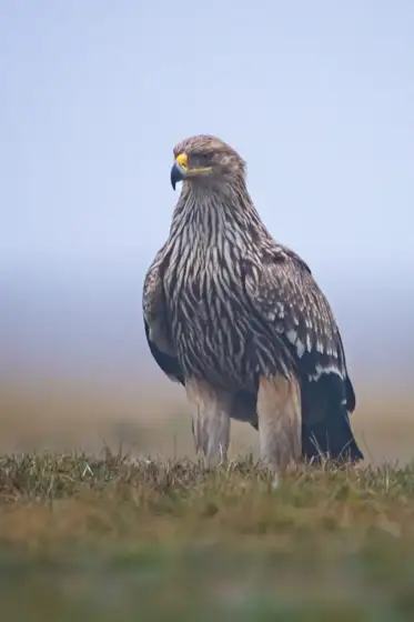 Kaiseradler and Friends