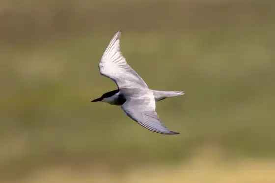 NWPT · Naturfotografie