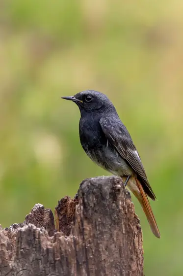 NWPT · Naturfotografie