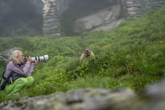 Sensation Bartgeier und Murmeltiere Besondere Erlebnisse am Grossglockner