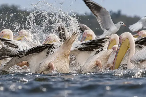 NWPT · Naturfotografie