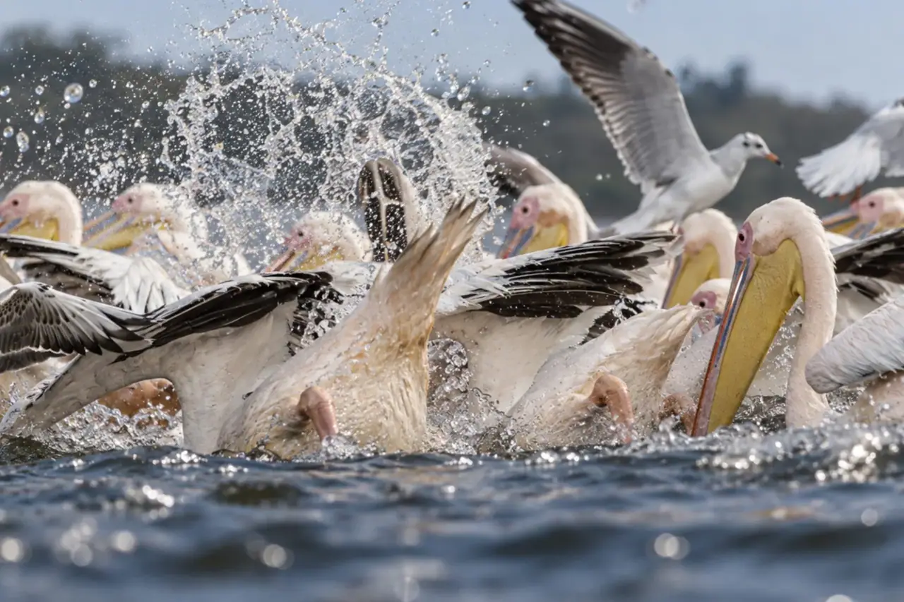 Pelikane beim Fischen