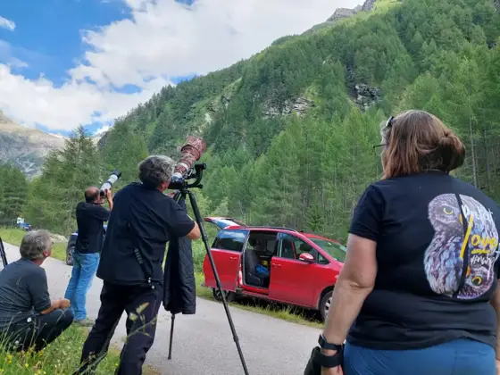 Sensation Bartgeier und Murmeltiere Besondere Erlebnisse am Grossglockner