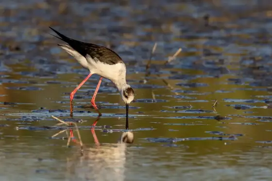 NWPT · Naturfotografie