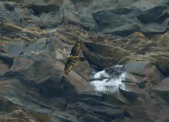 Sensation Bartgeier und Murmeltiere Besondere Erlebnisse am Grossglockner