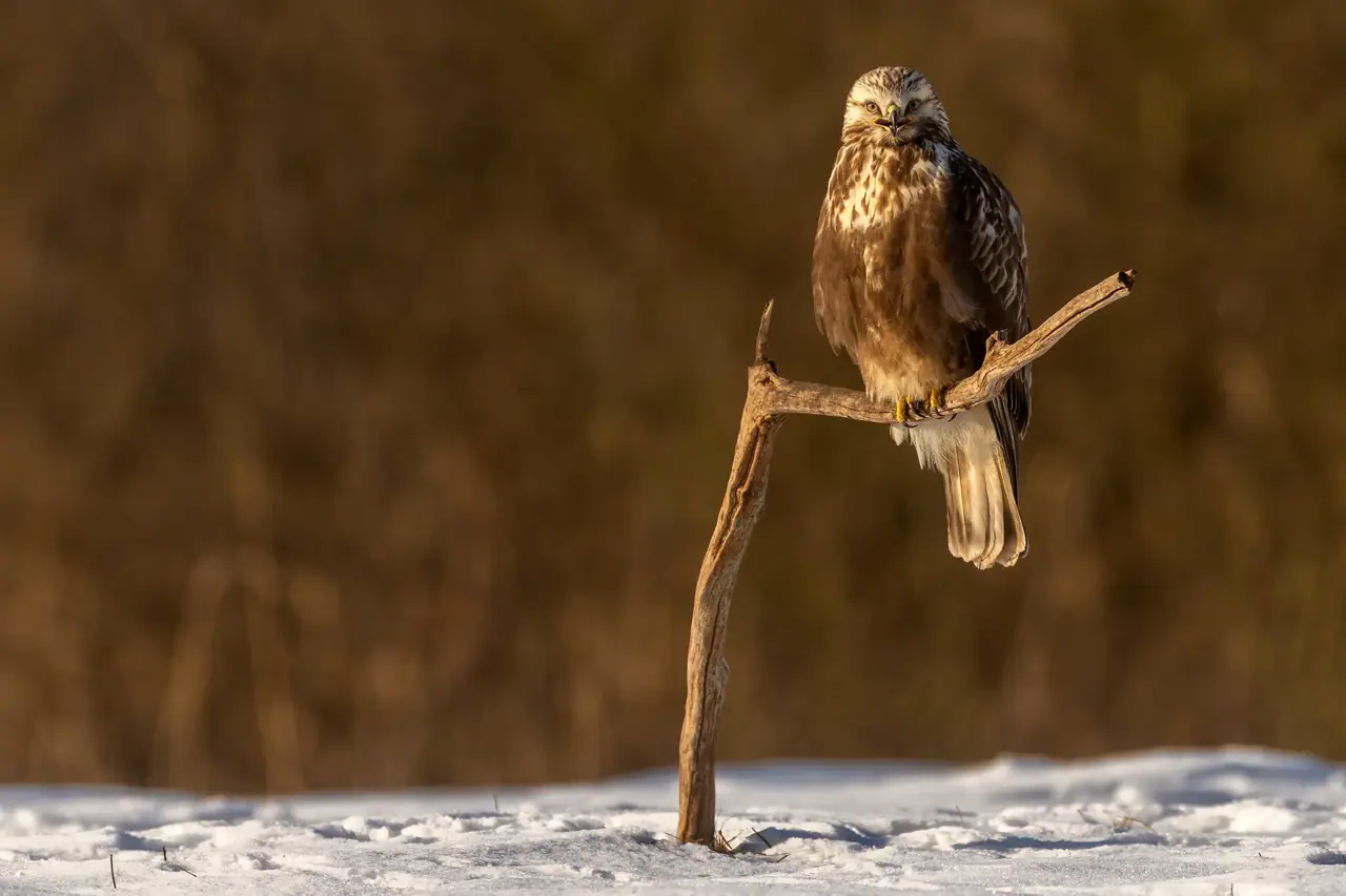 Hidefotografie