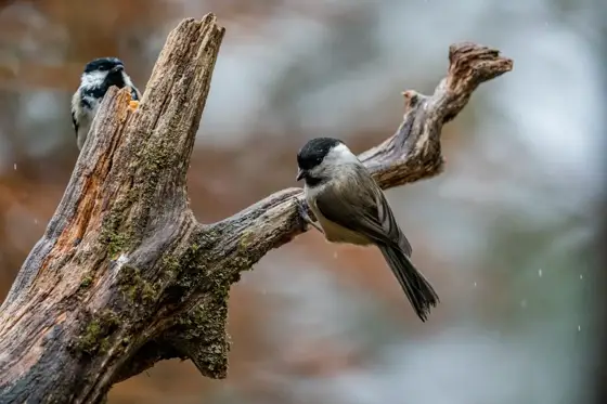 NWPT · Naturfotografie