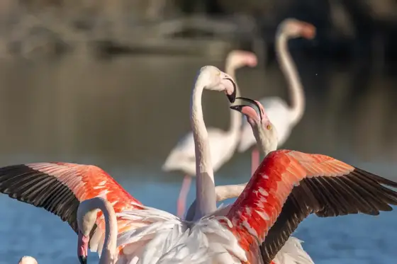 NWPT · Naturfotografie