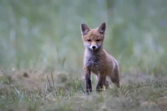 Wildlife in Polen Sommer 2024