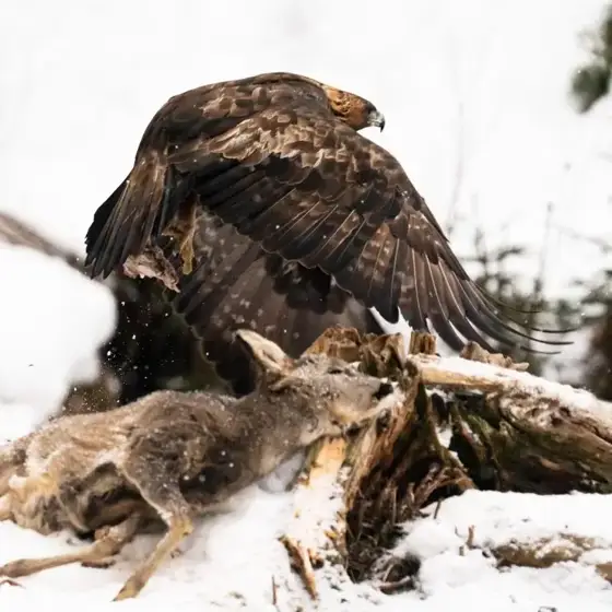 NWPT · Naturfotografie