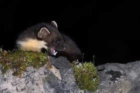 Fischotter und Dachse in der Nacht in Schottland