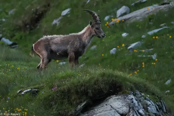 NWPT · Naturfotografie