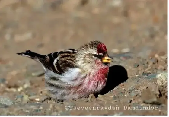 NWPT · Naturfotografie