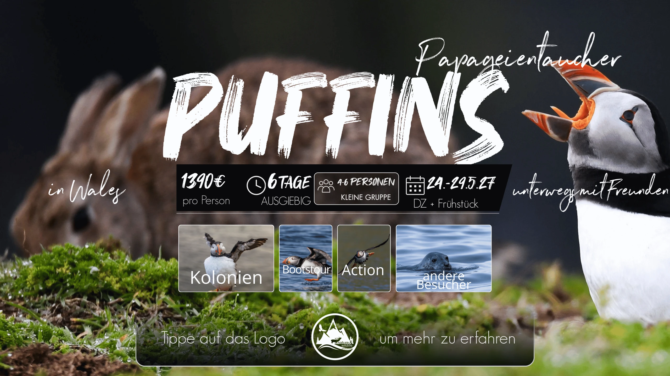 Flyer Puffins in Wales