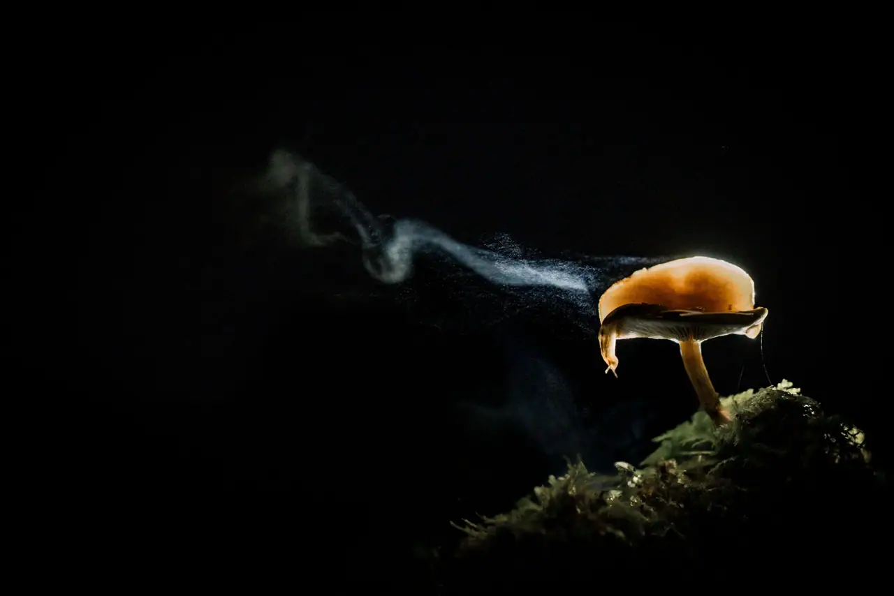 Pilz mit sichtbarer Sporenwolke