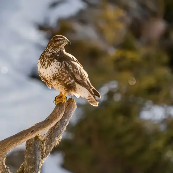 NWPT · Naturfotografie