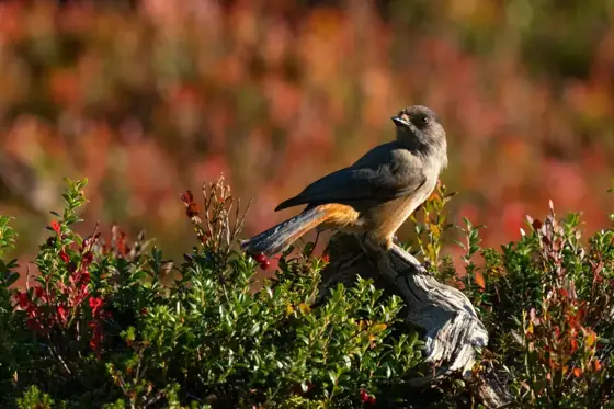 NWPT · Naturfotografie
