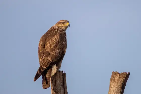 Kaiseradler and Friends