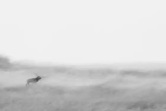 Hirschbrunft, Seehunde, Seeadler und die Schönheit der Ostsee