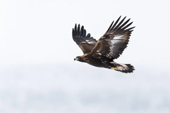 NWPT · Naturfotografie