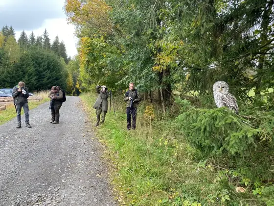 „Greifvögel“ 10/22